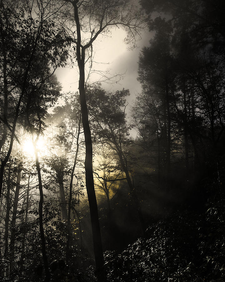 Morning Fog Photograph by Kevin Senter