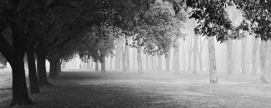 Tree Photograph - Morning Fog by Matteo Chiarello