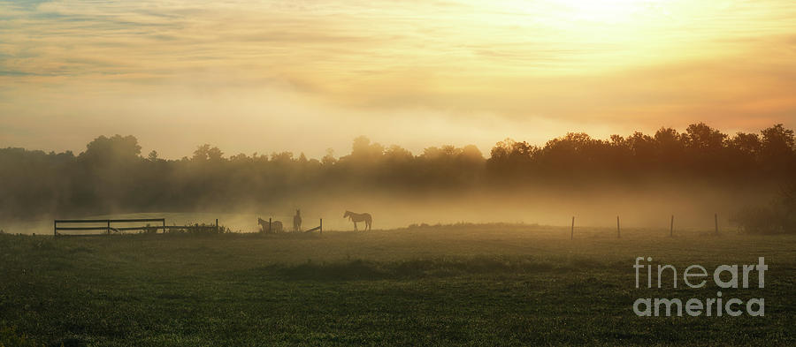 Morning Fog  Photograph by Michael Ver Sprill