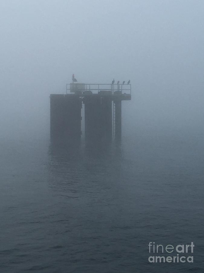 Bird Photograph - Morning Fog on The Sound by LeLa Becker