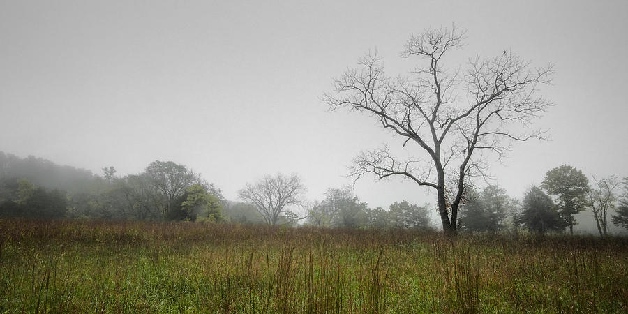 Morning Fog Photograph by Ryan Heffron