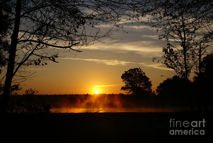 Tree Photograph - Morning fog by Wayne Morgan