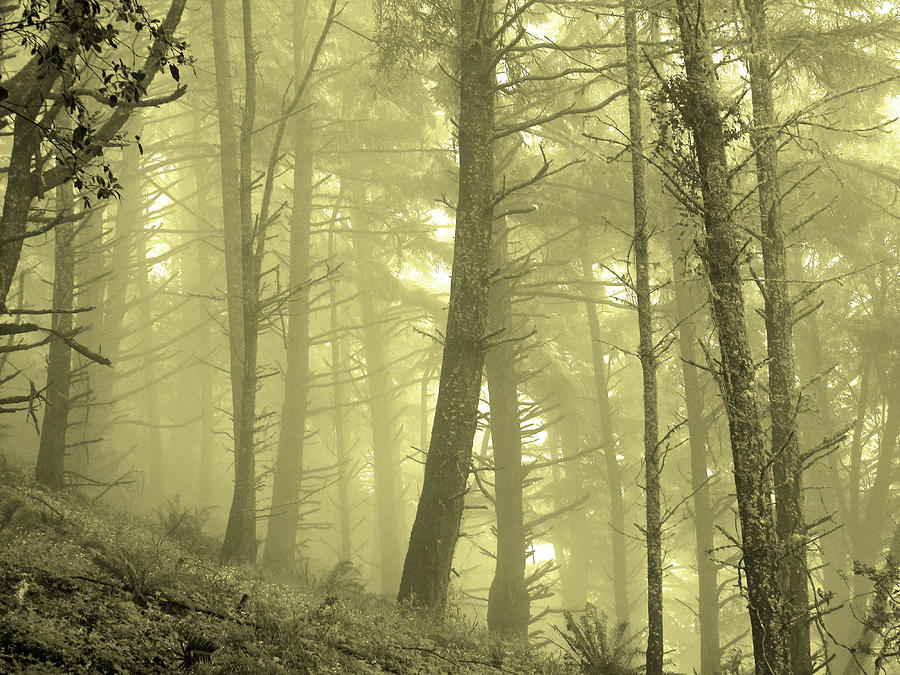 Nature Photograph - Morning Forest Fog by Lisa Beth McKinney Photography