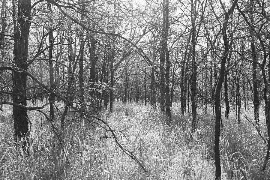 Black And White Photograph - Morning Forest Scene at Hagerman by WD Stalcup