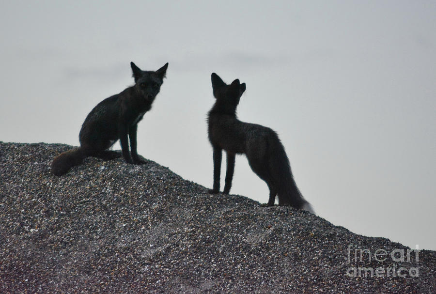 Morning Foxes Photograph by Vivian Martin