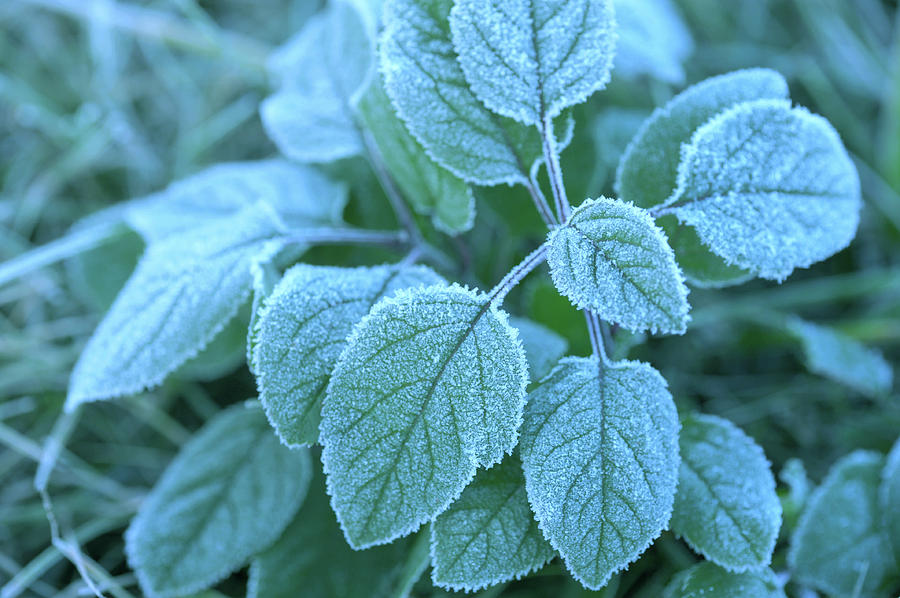 Morning Frost on the Leaves Photograph by Jenny Rainbow