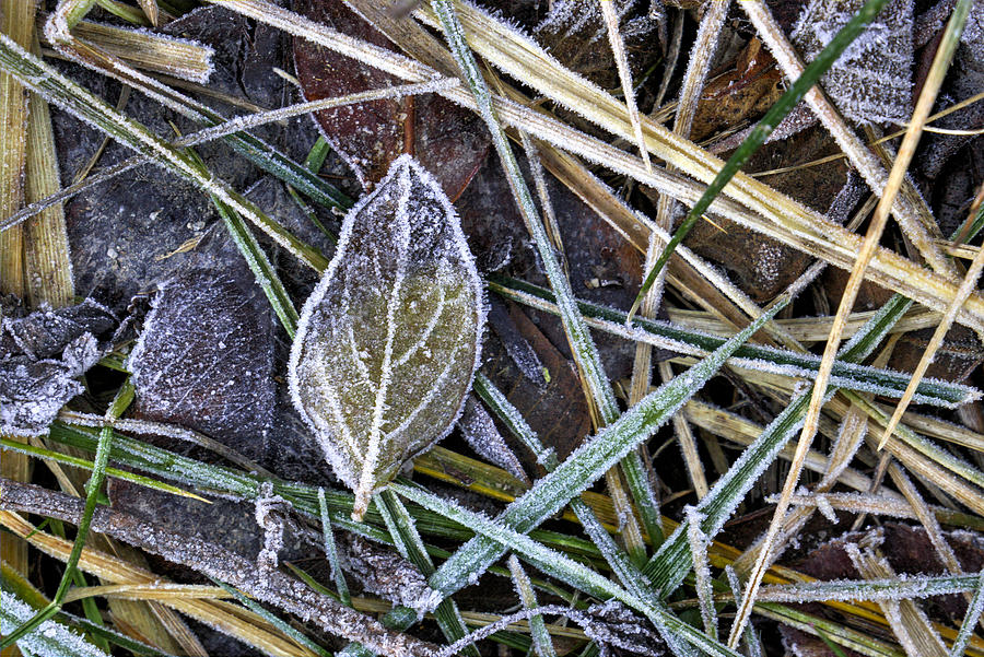 Morning Frost Photograph by Steve Gravano