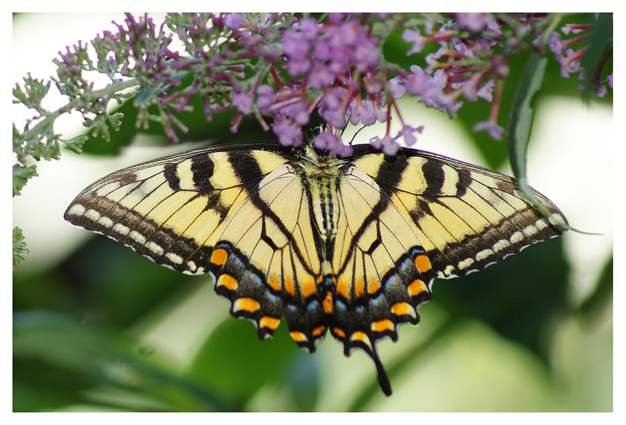 Morning Garden  Butterfly Photograph by Margie Avellino