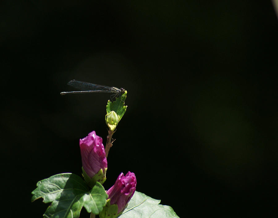 Morning Garden Damselfly with Rose of Sharon Photograph by Margie Avellino