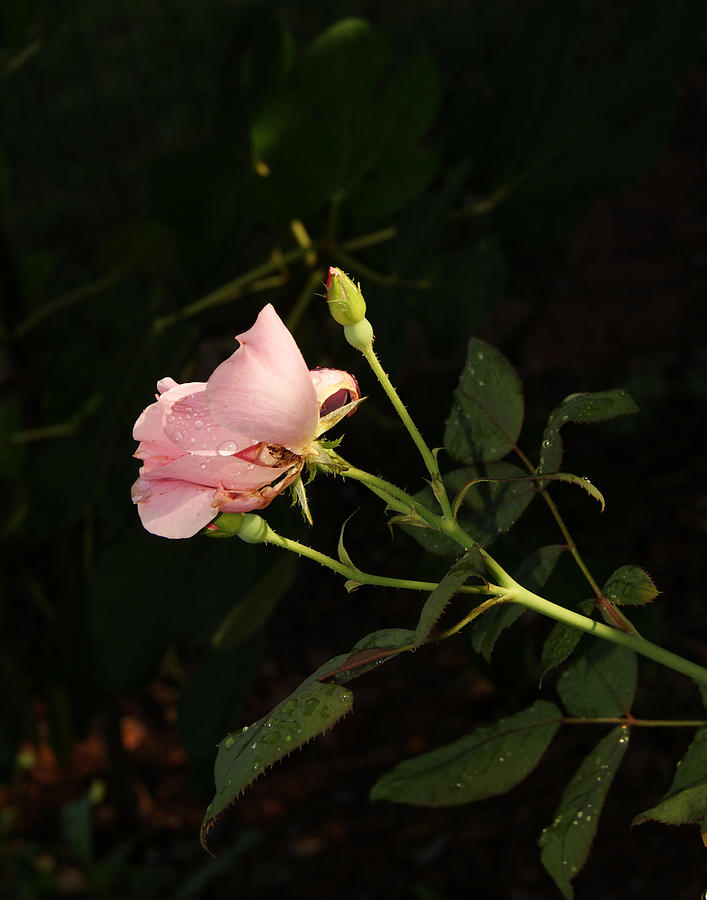 Morning Garden Pink Hibiscus Photograph by Margie Avellino