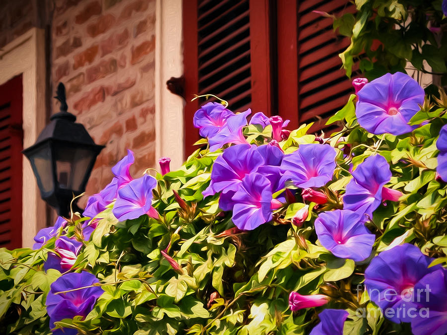 Flower Photograph - Morning Glories in NOLA by Kathleen K Parker