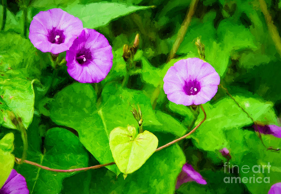Morning Glories Photograph by Kathleen K Parker