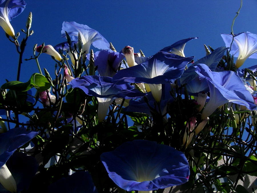 Morning Glories Photograph by Larry Bacon
