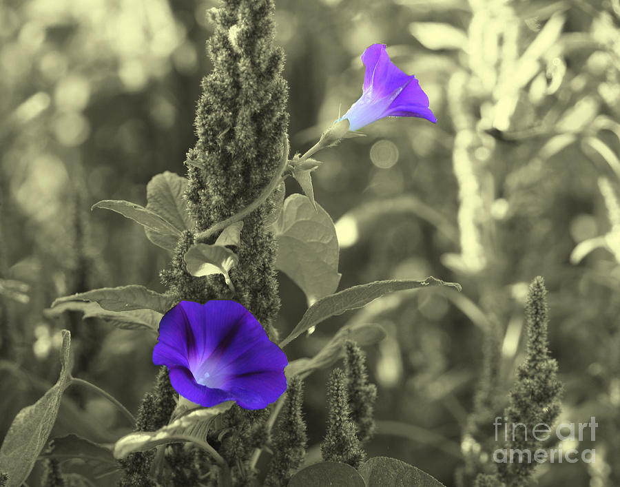 Morning Glories Partial Color Photograph by Smilin Eyes Treasures