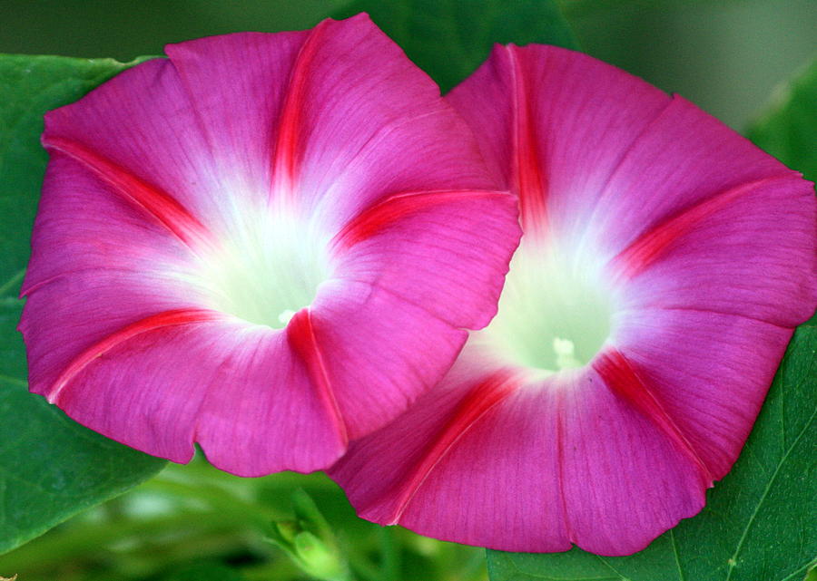 Morning Glories Photograph by Sheila Brown