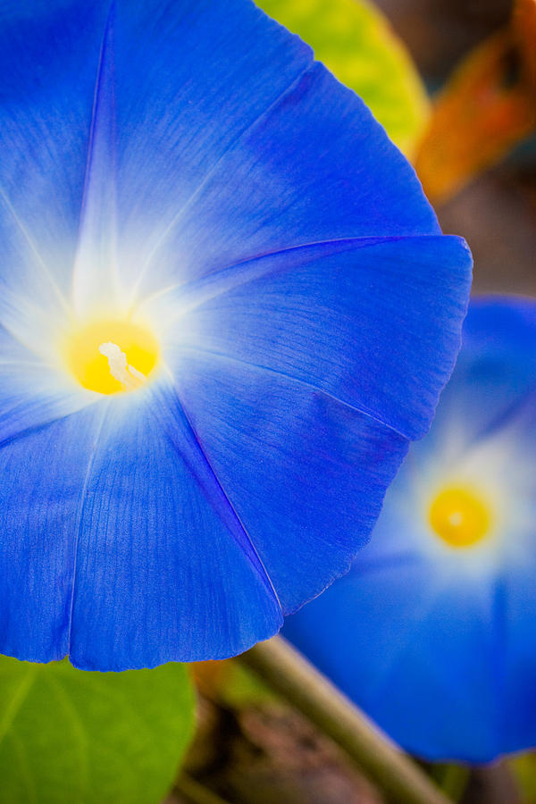 Spring Photograph - Morning Glories by Douglas Pulsipher