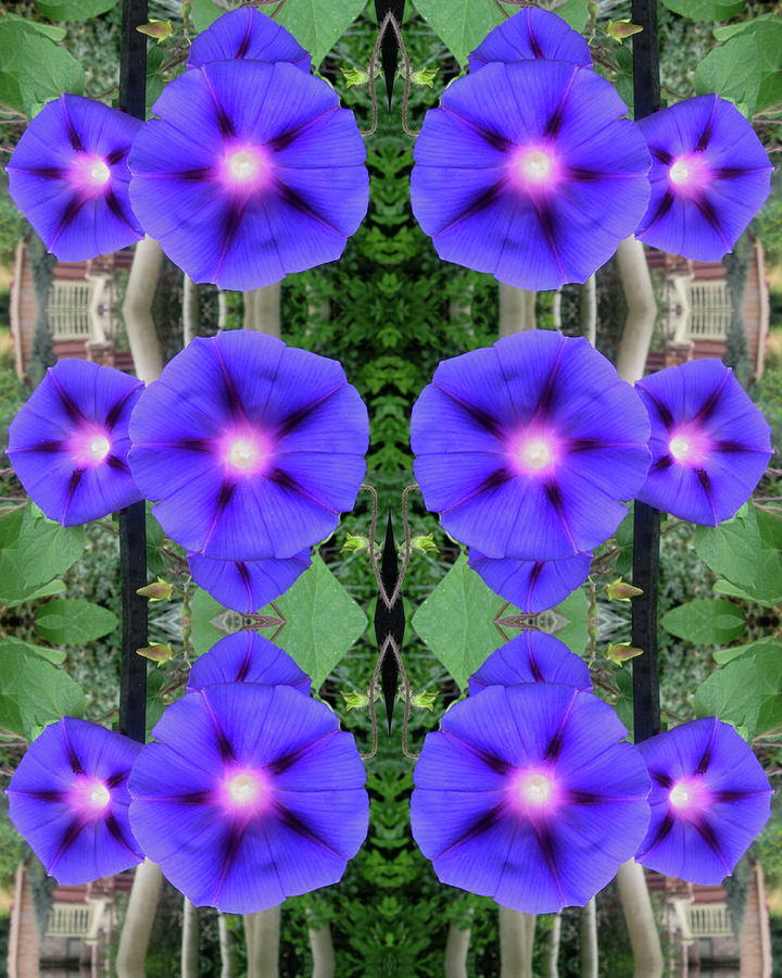 Morning Glories Welcome Digital Art by Julia L Wright