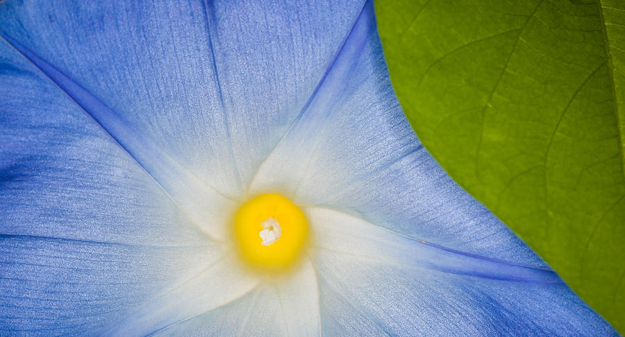 Morning Glory Abstract Photograph by Rikk Flohr