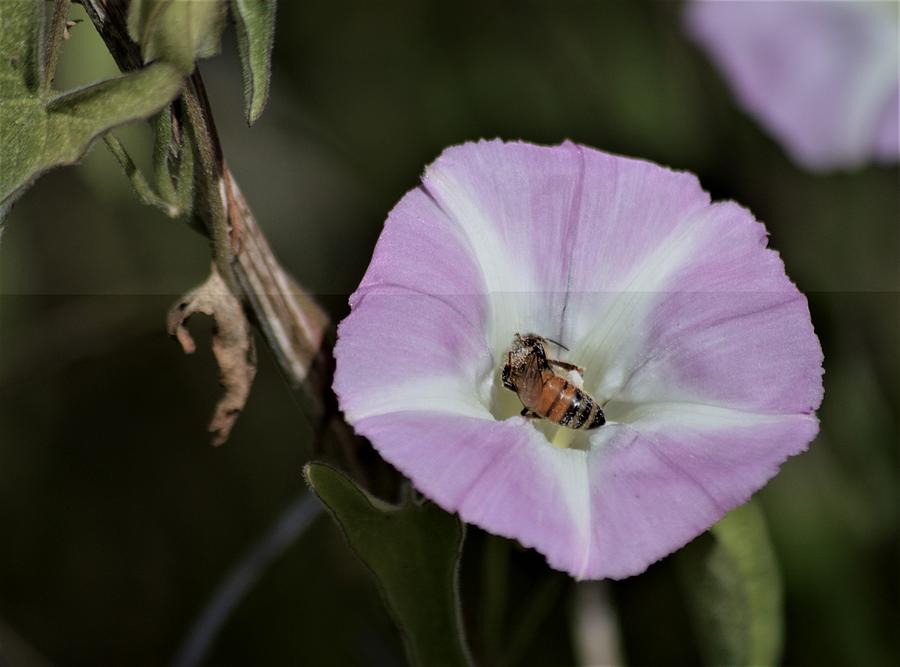 Morning Glory and Bee Photograph by Warren Thompson