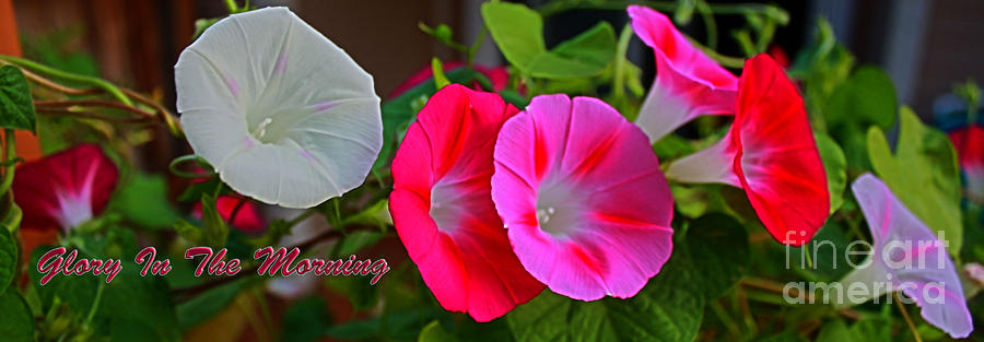 Morning Glory Banner Photograph by Barbara Dean