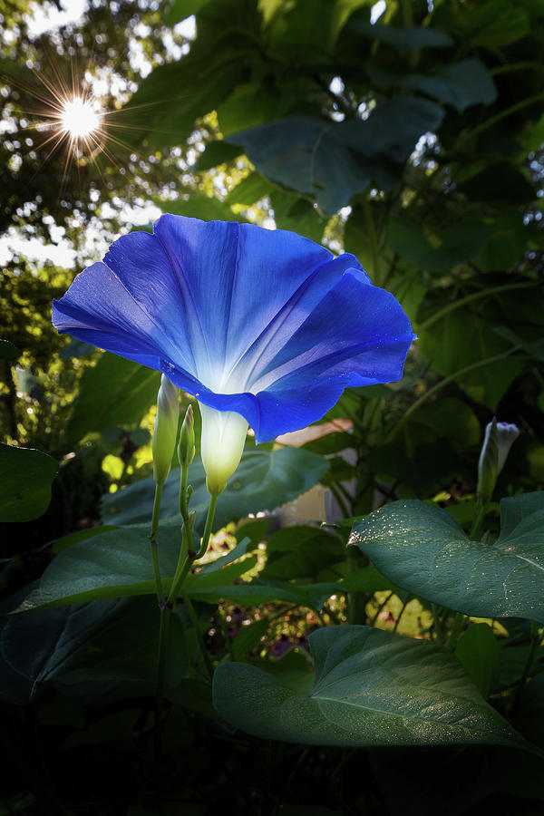 Morning Glory Photograph by Bill Wakeley