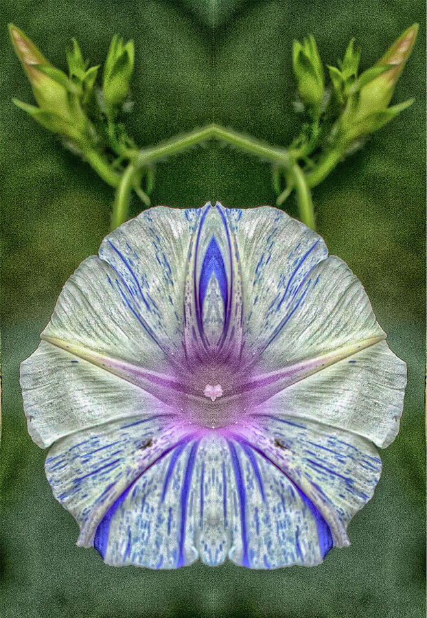 Morning glory blossom  Pareidolia Photograph by Constantine Gregory