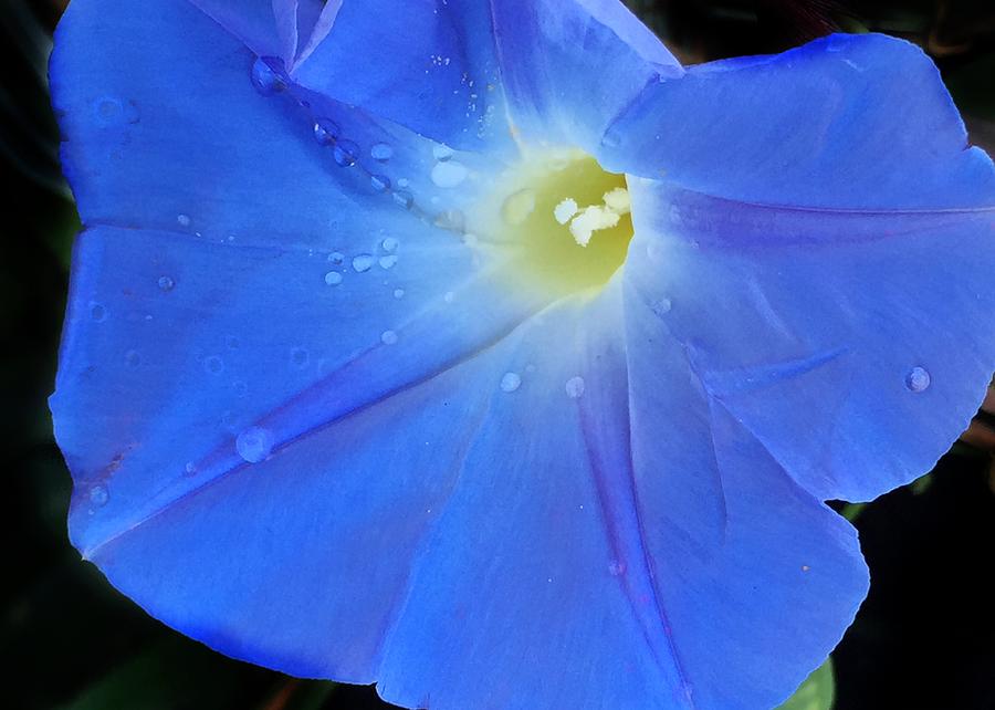 Morning Glory Blues Photograph by Anne Sands