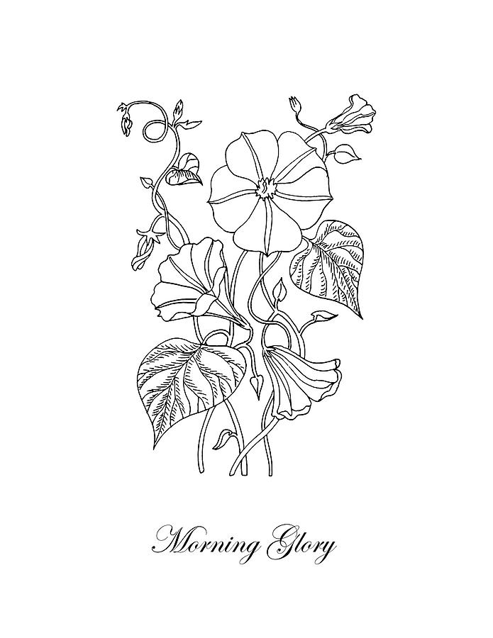 Morning Glory Botanical Drawing Drawing by Irina Sztukowski