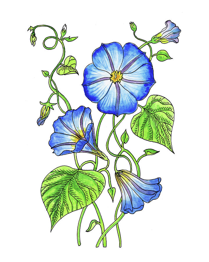 Morning Glory Botanical Watercolor  Painting by Irina Sztukowski