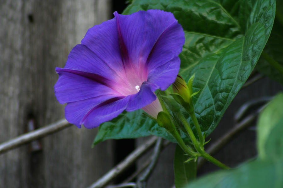 Morning Glory Photograph by Brook Burling