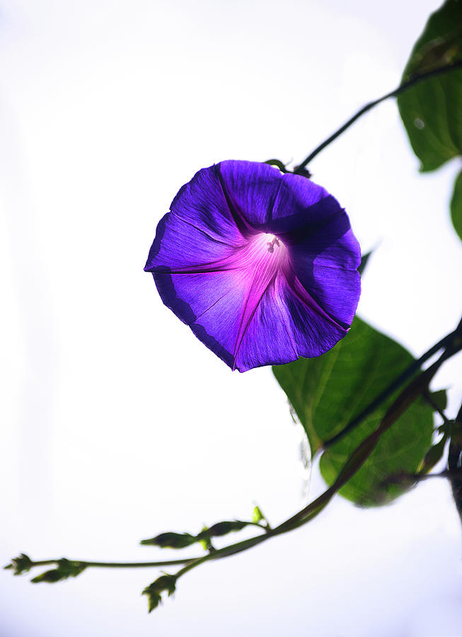 Morning Glory Photograph by Camille Lopez