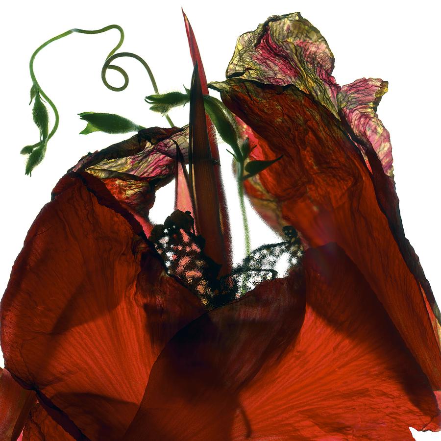 Flower Digital Art - Morning Glory Canna Red by Julia McLemore