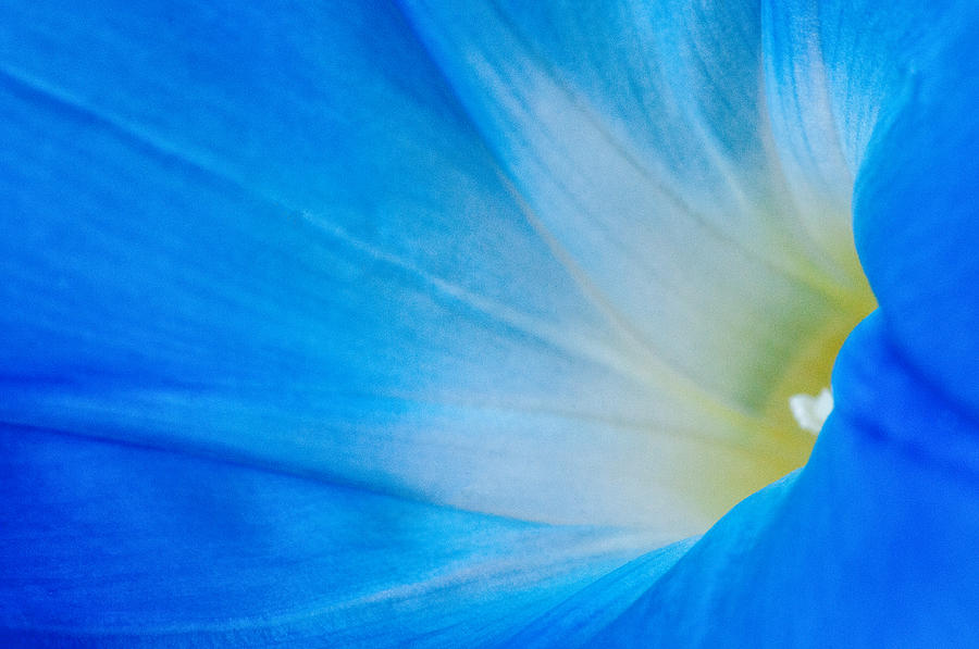 Morning Glory Photograph by Carolyn DAlessandro
