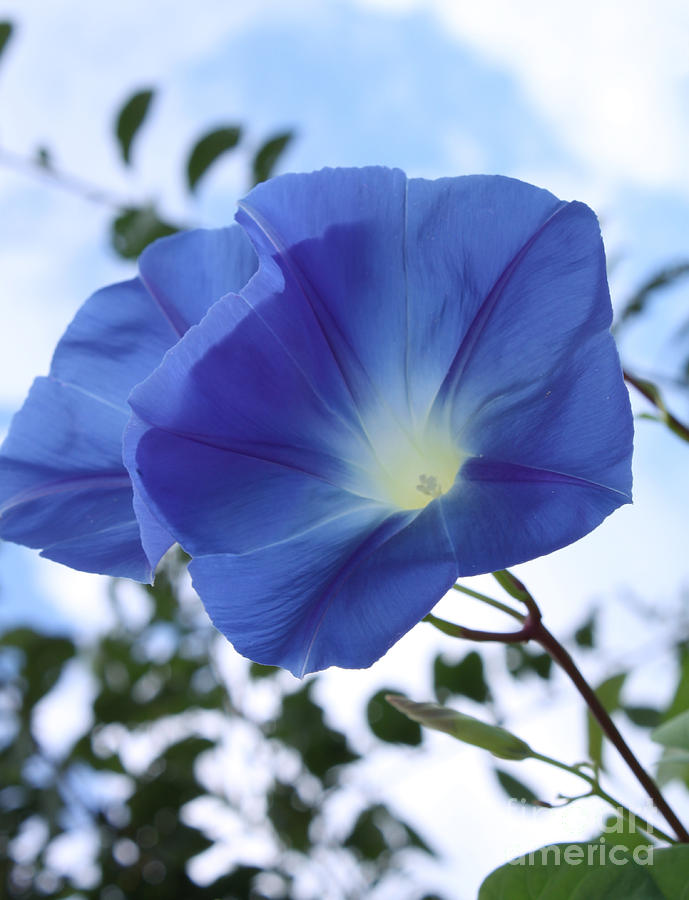 Morning Glory Delight Photograph by Cathy Beharriell