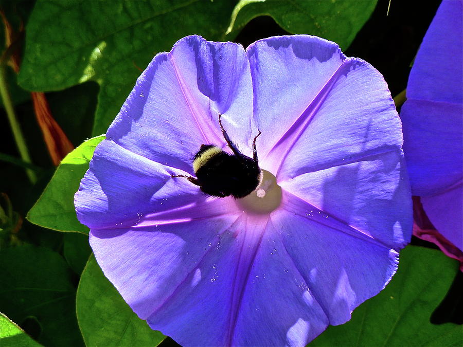 Morning Glory Photograph by Diana Hatcher