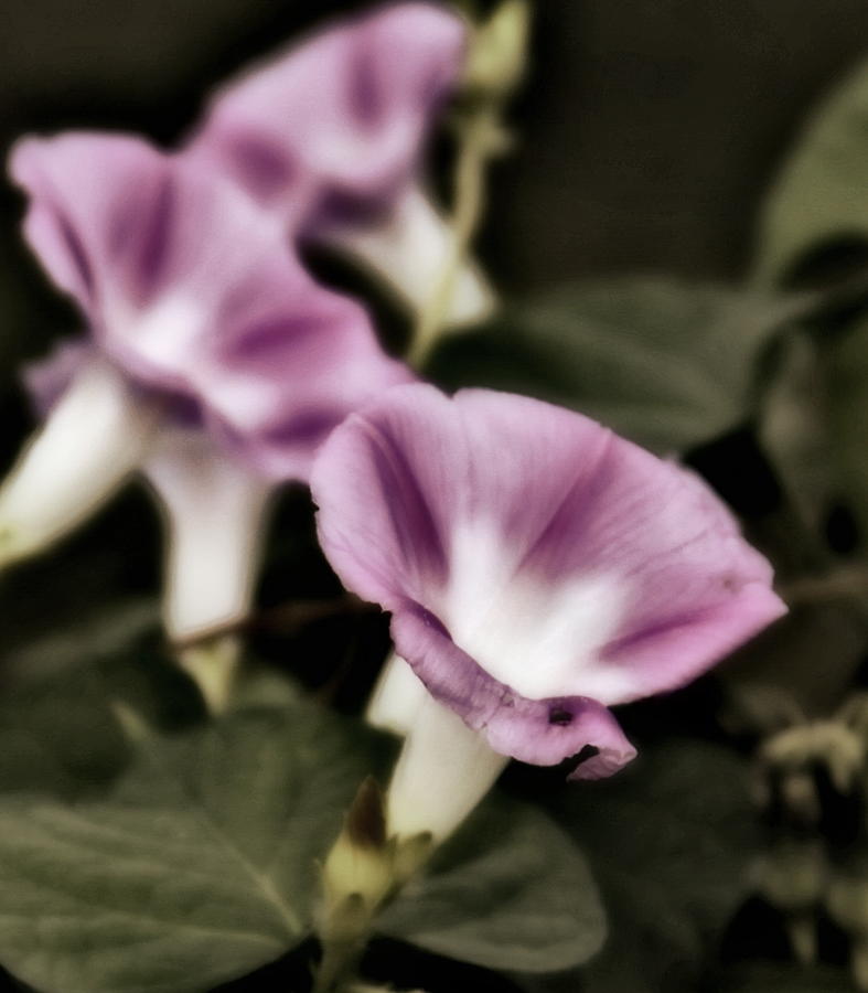 Flowers Still Life Photograph - Morning Glory Dream by Alan Skonieczny
