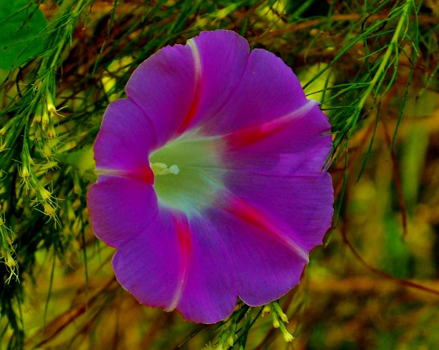 Morning Glory Photograph by Eileen Brymer