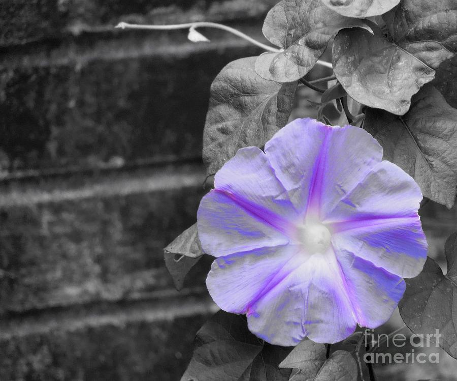 Morning Glory Flower Photograph by Chad and Stacey Hall