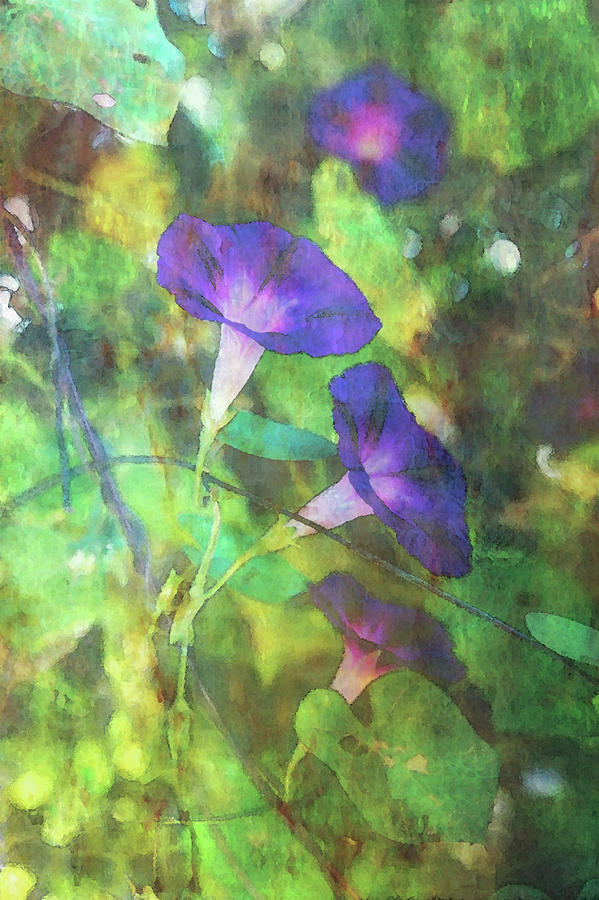 Morning Glory Impression 4405 IDP_2 Photograph by Steven Ward