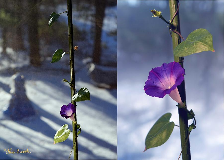 Morning Glory in Winter Photograph by Chris Busch