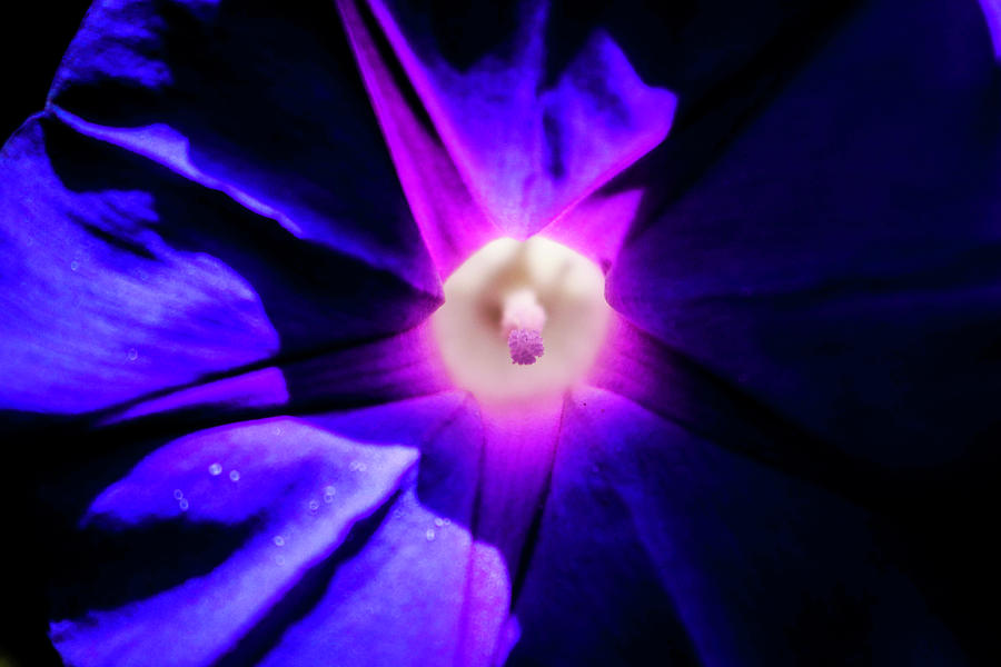 Morning Glory Photograph by Dr Janine Williams