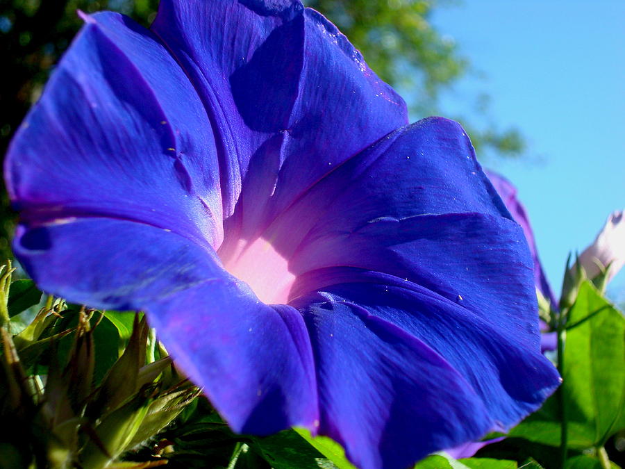 Morning Glory Photograph by Julie Pappas