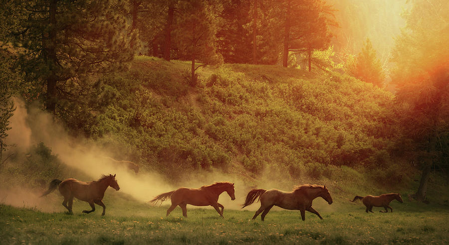 Horse Photograph - Running Free by Ryan Courson