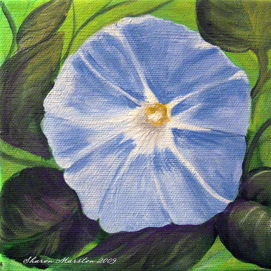 Morning Glory Painting - Morning Glory by Sharon Marcella Marston
