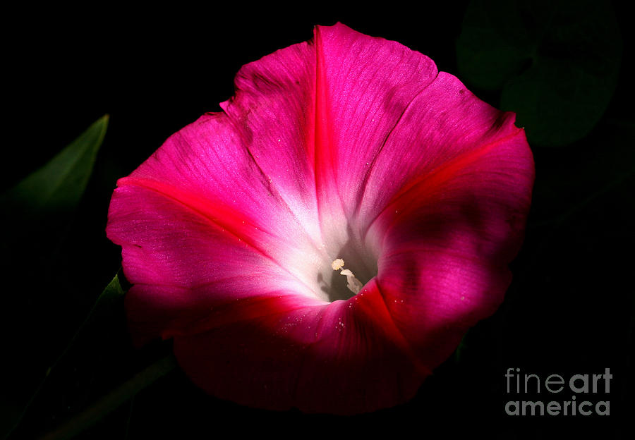Flowers Still Life Photograph - Morning Glory by Steve Augustin