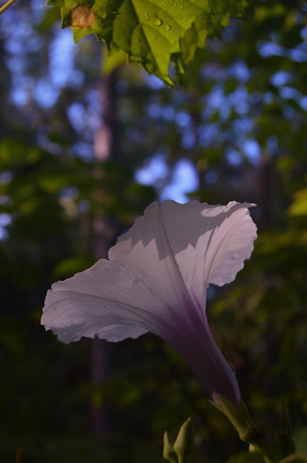 Morning Glory with Backlighting  Photograph by Warren Thompson
