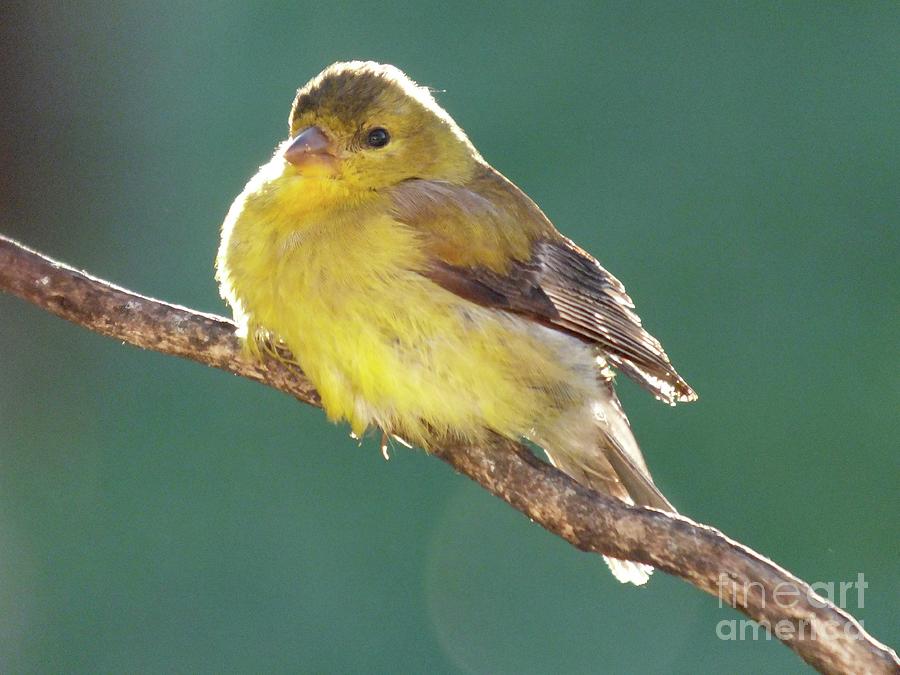 Morning Glow - American Goldfinch Photograph