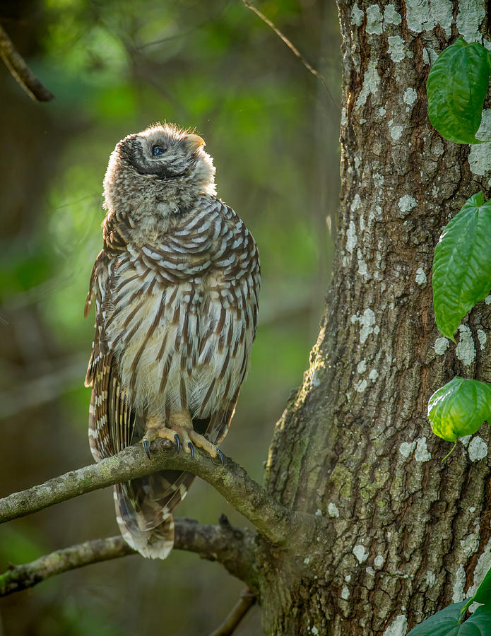 Owl Photograph - Morning Glow by David Eppley