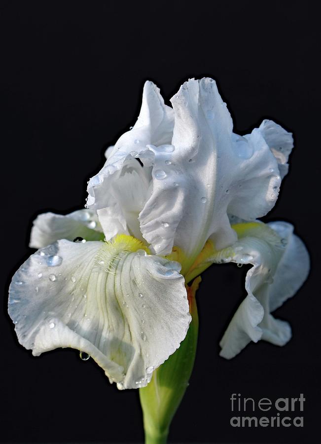 Morning Glow - White Bearded Iris Photograph