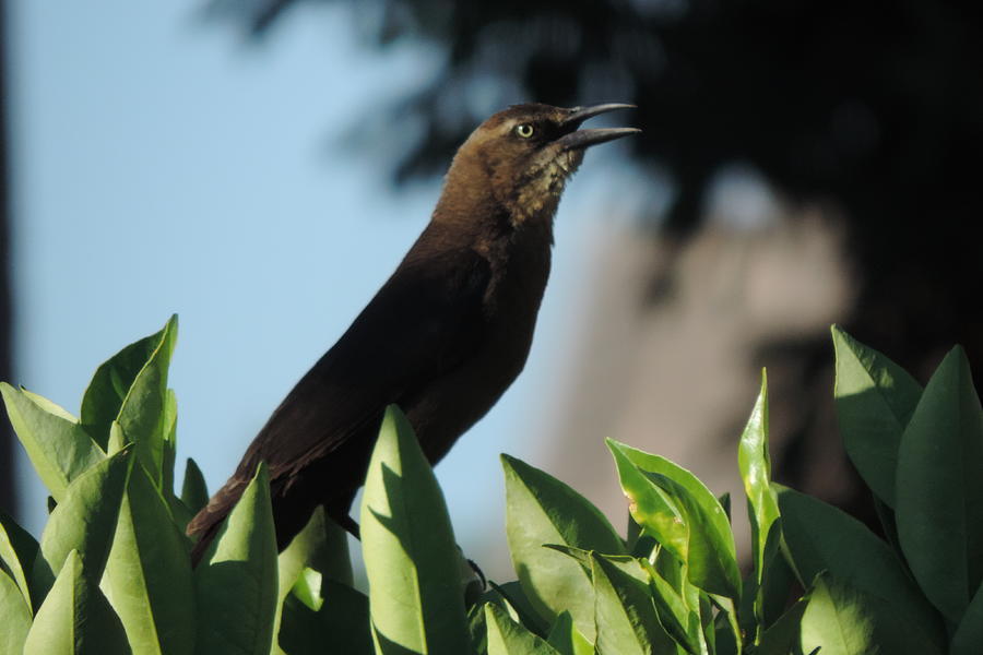 Morning Grackle Photograph by Bill Tomsa